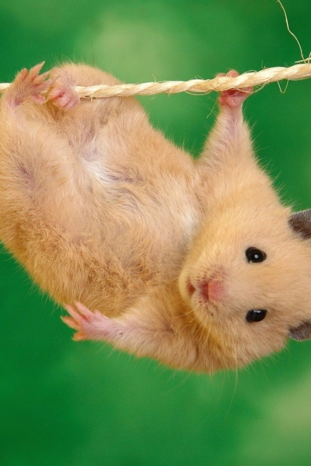 Animals Funny Hamsters Ropes