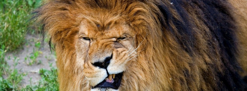 Animals Funny Mug Lions