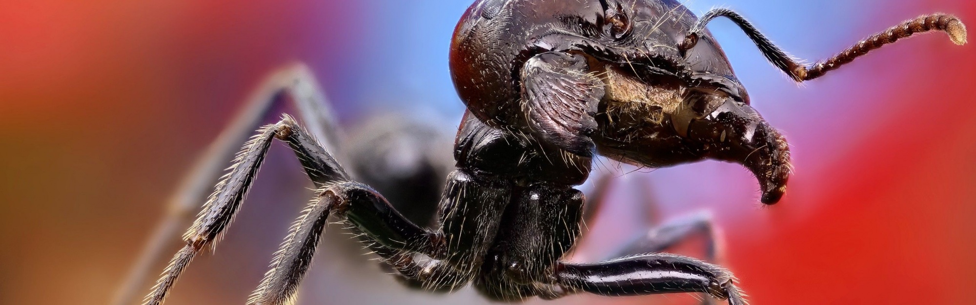 Ant Close Up1