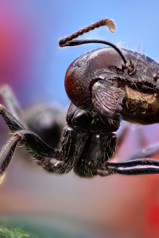 Ant Close Up1