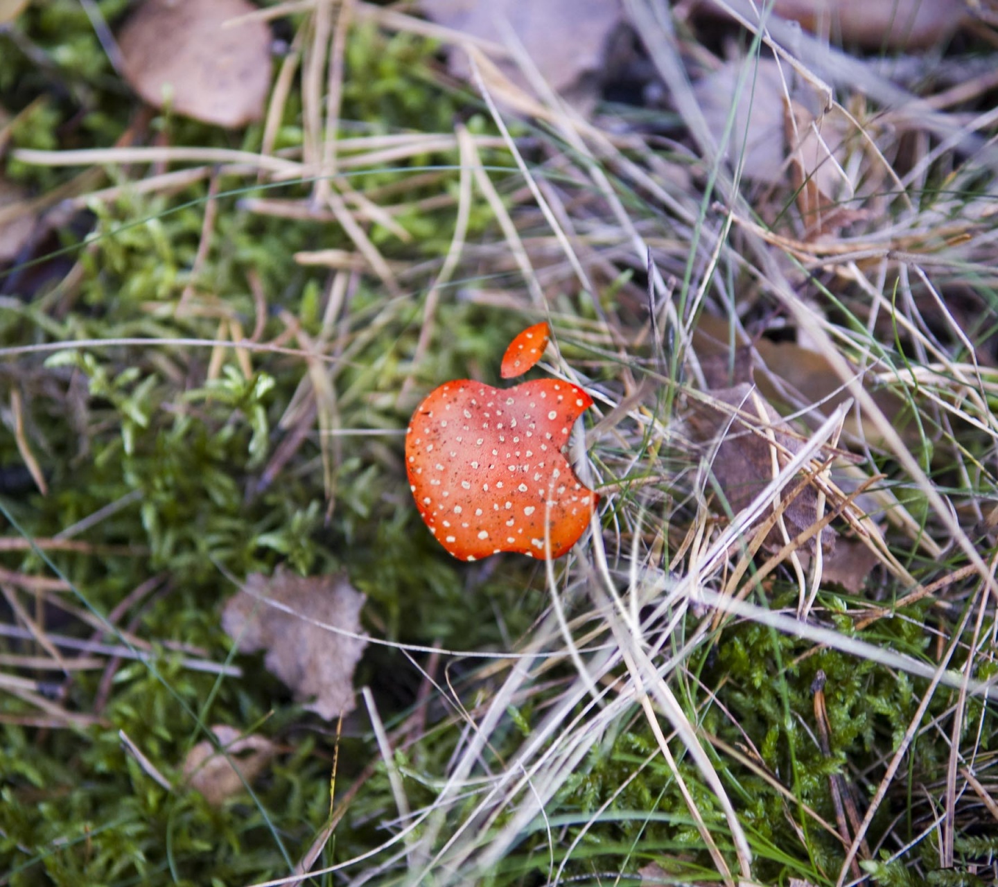 Apple Red Mushroom Background Computer