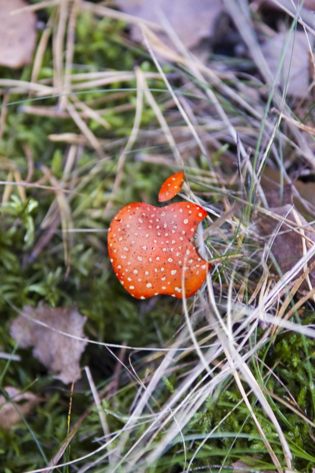 Apple Red Mushroom Background Computer