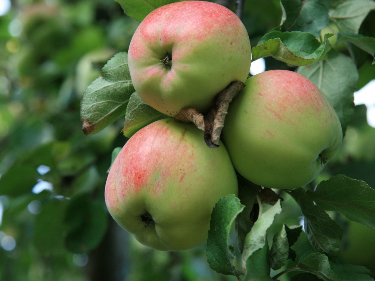 Apple Tree With Green Apples