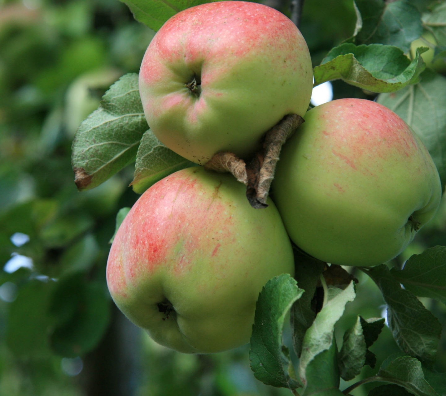 Apple Tree With Green Apples