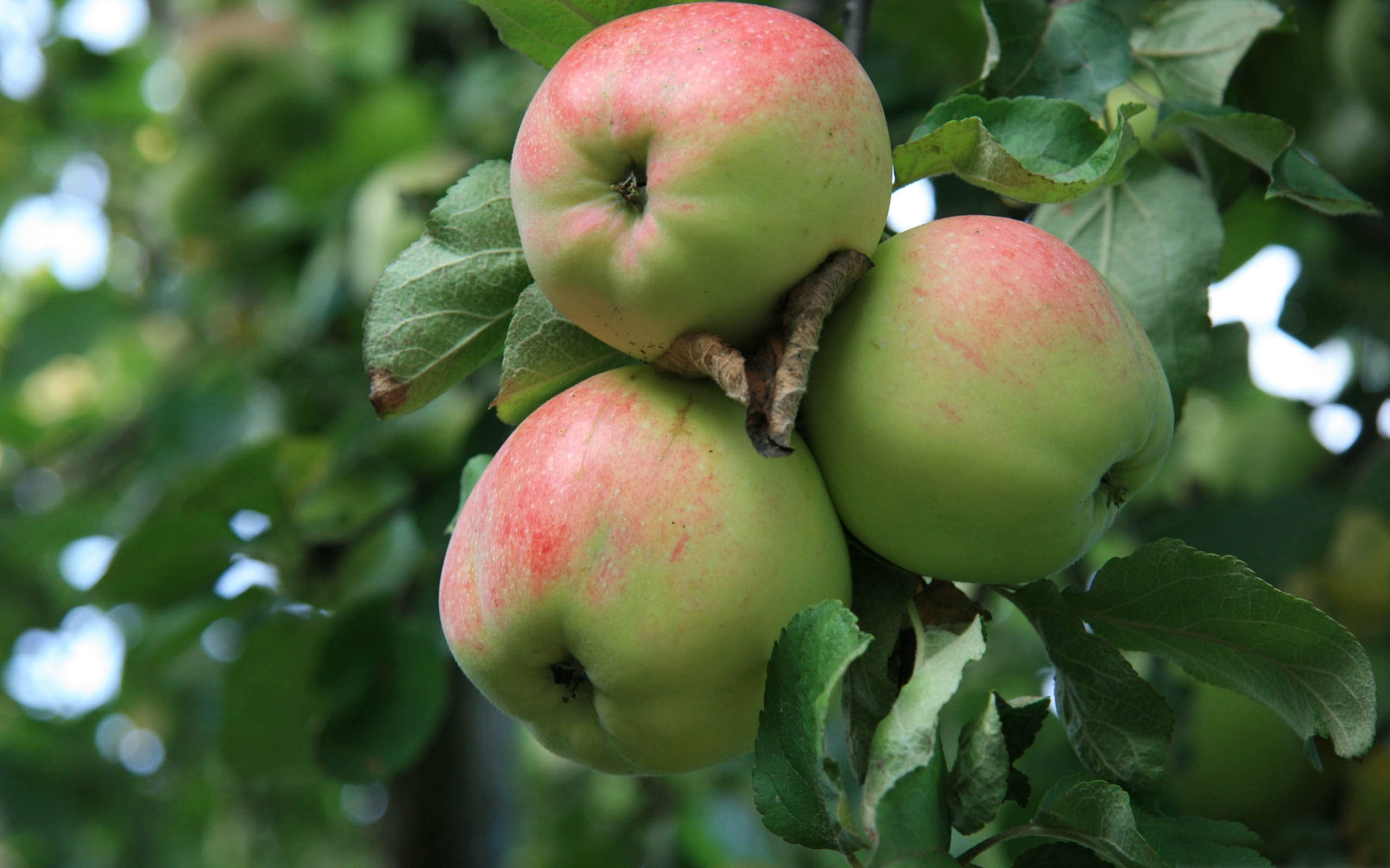 Apple Tree With Green Apples