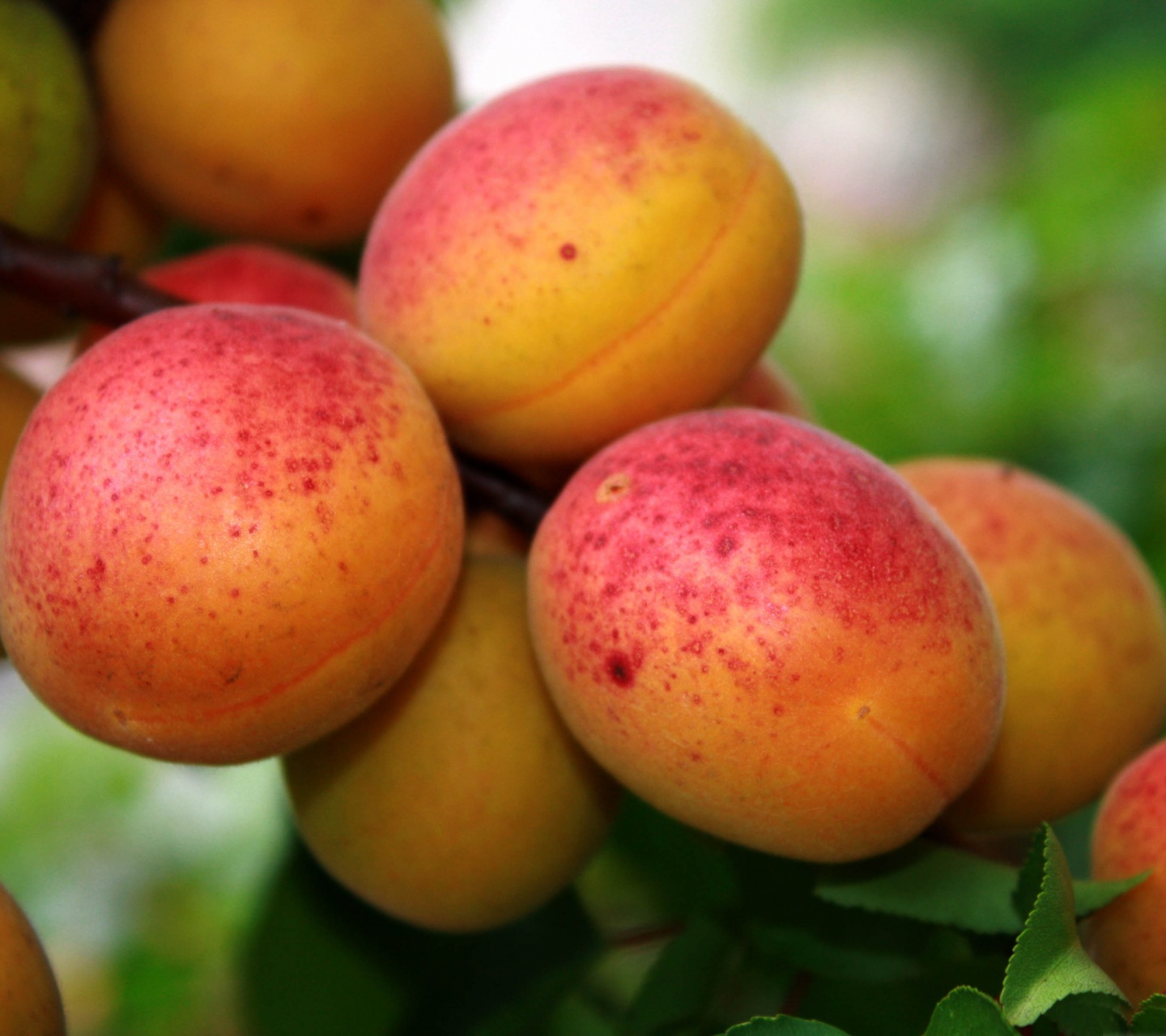 Apricot Tree