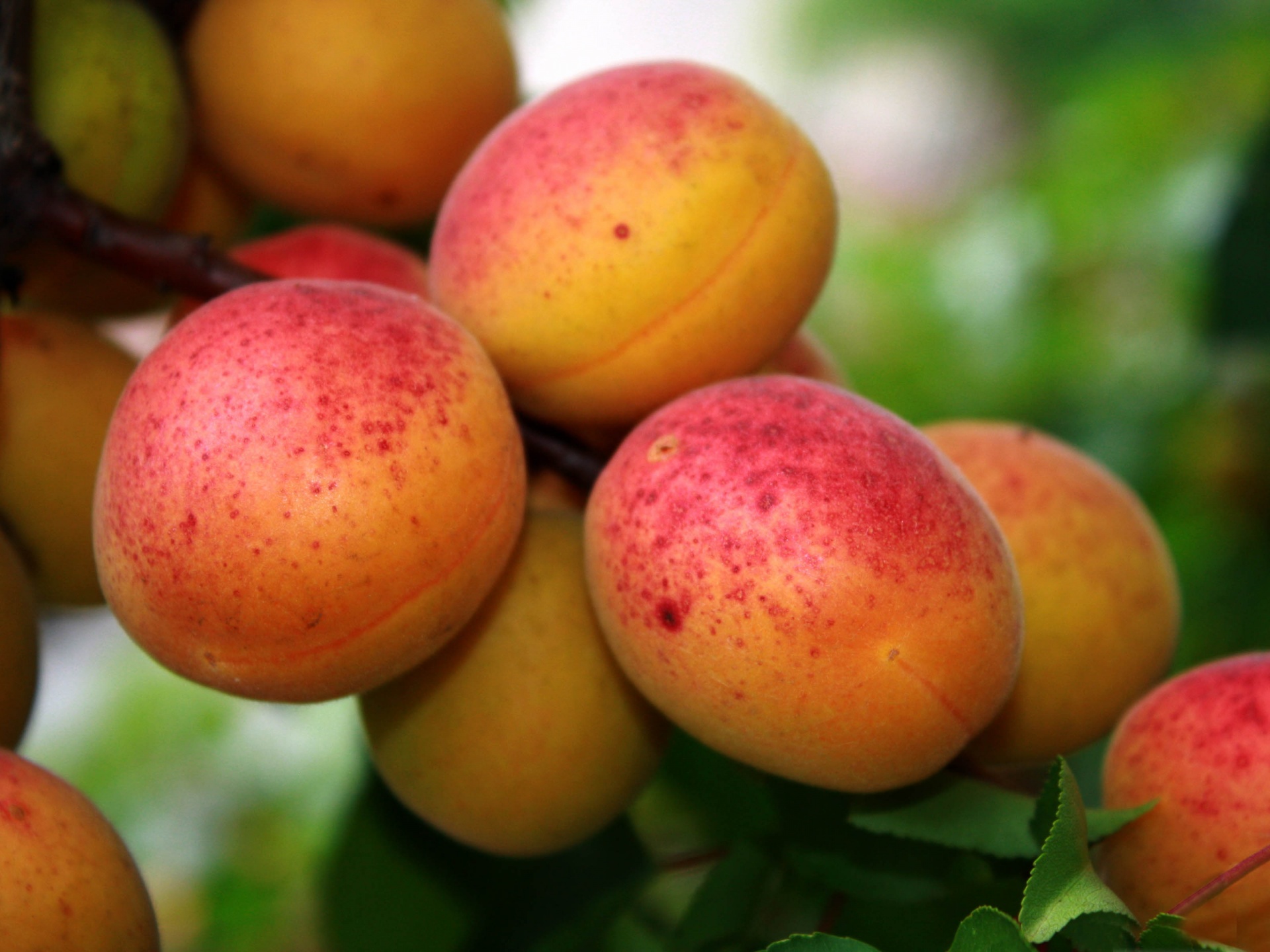 Apricot Tree