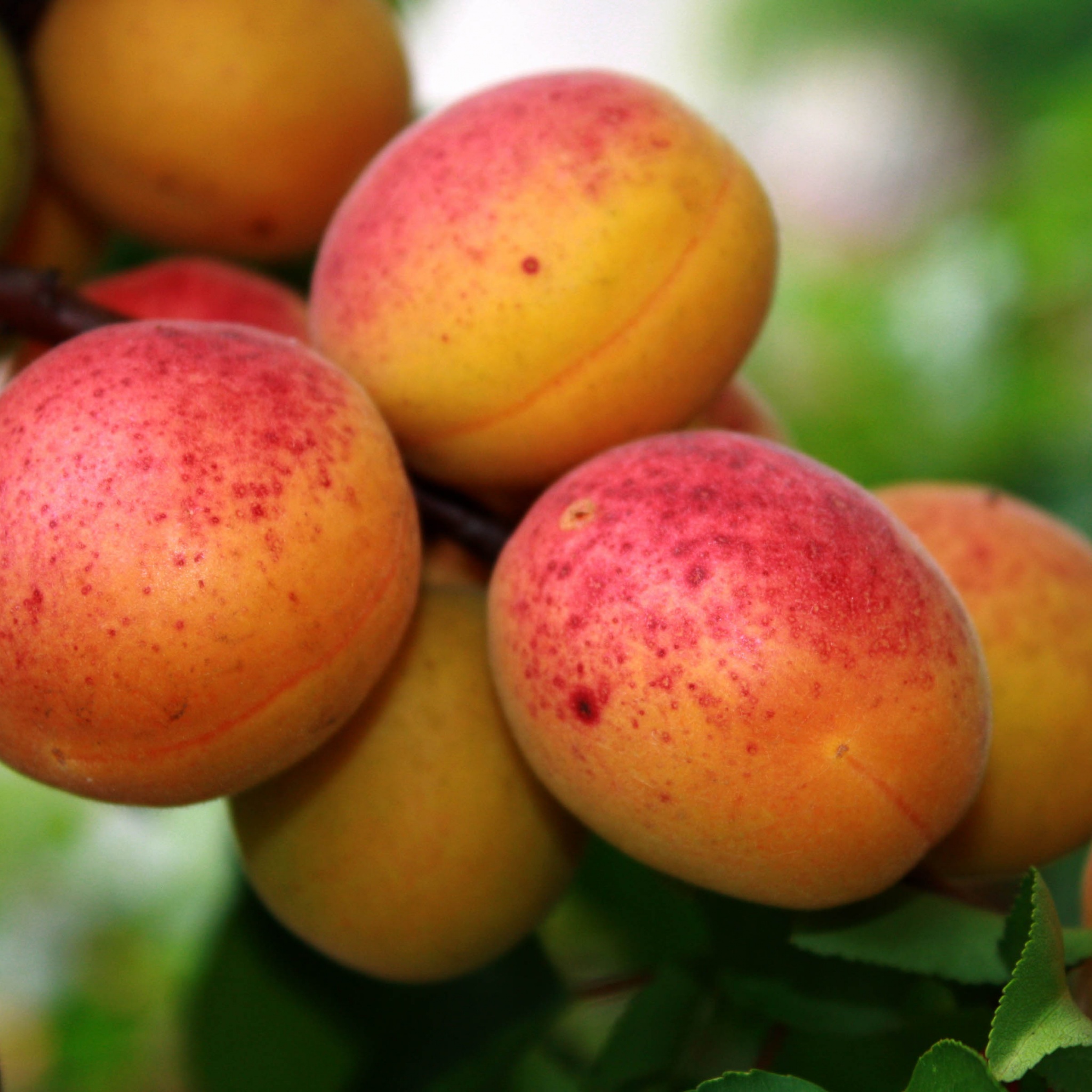 Apricot Tree