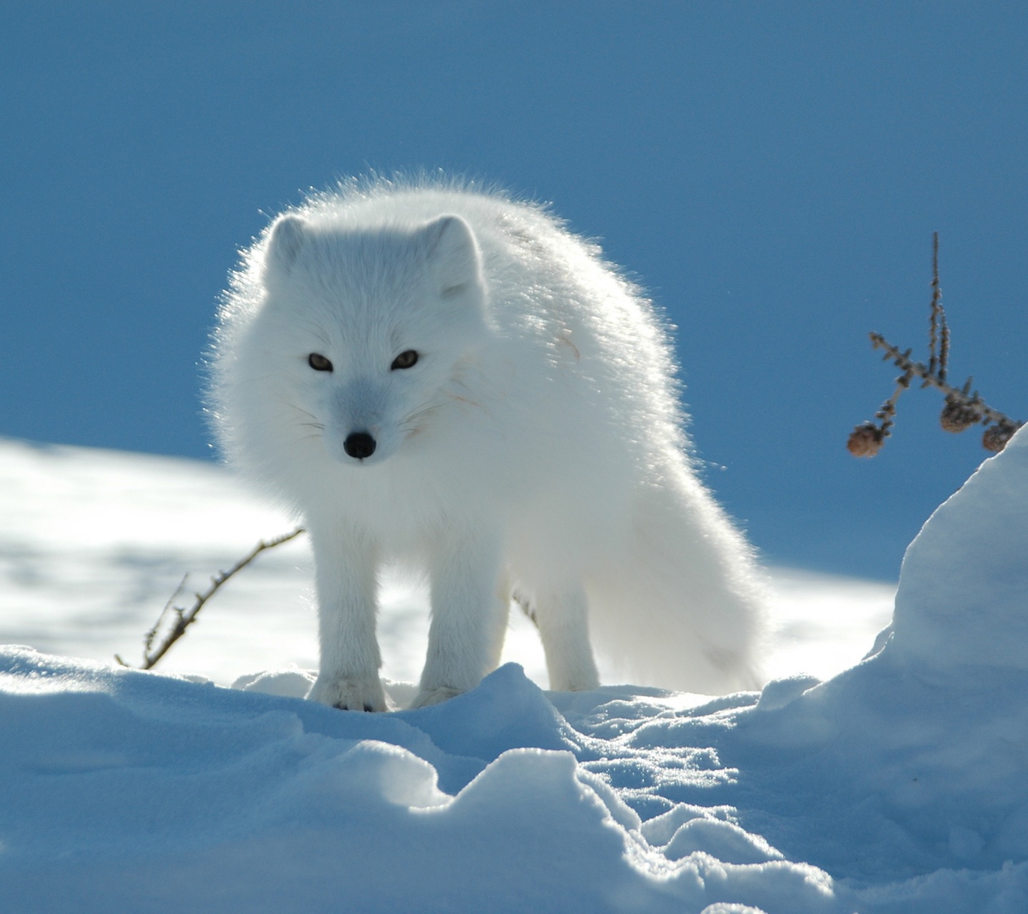 Arctic Fox In The Snow