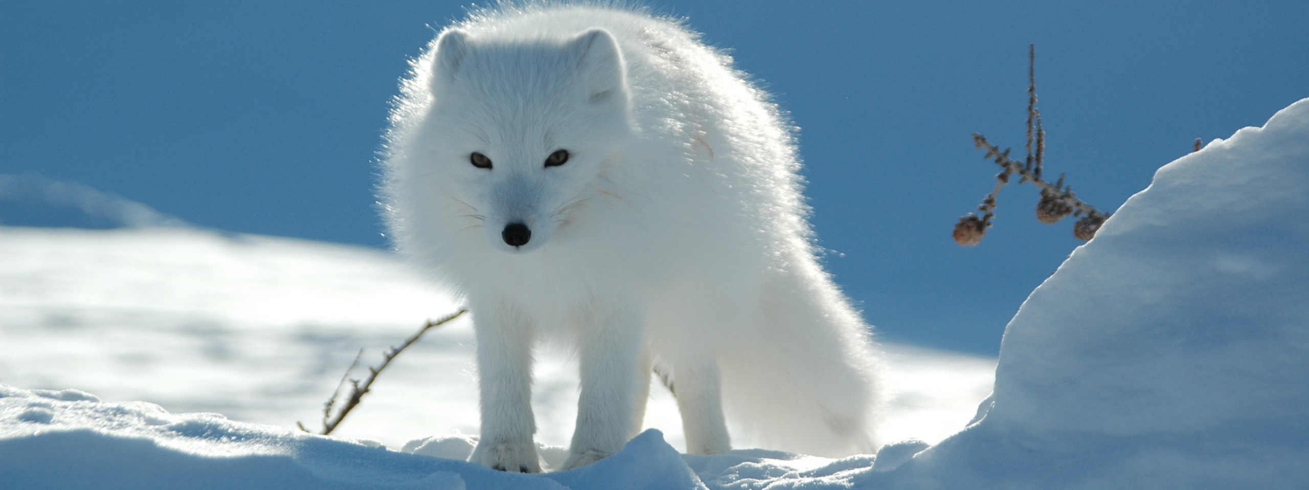 Arctic Fox In The Snow