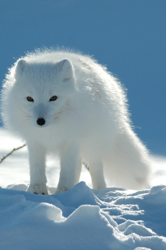 Arctic Fox In The Snow