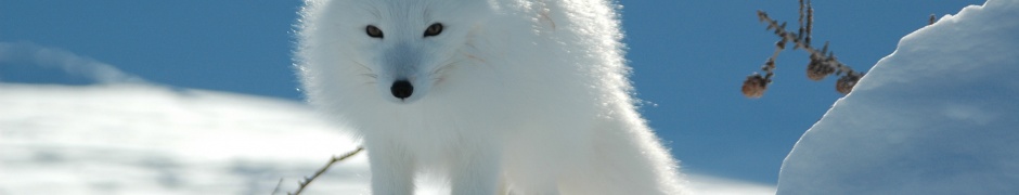 Arctic Fox In The Snow