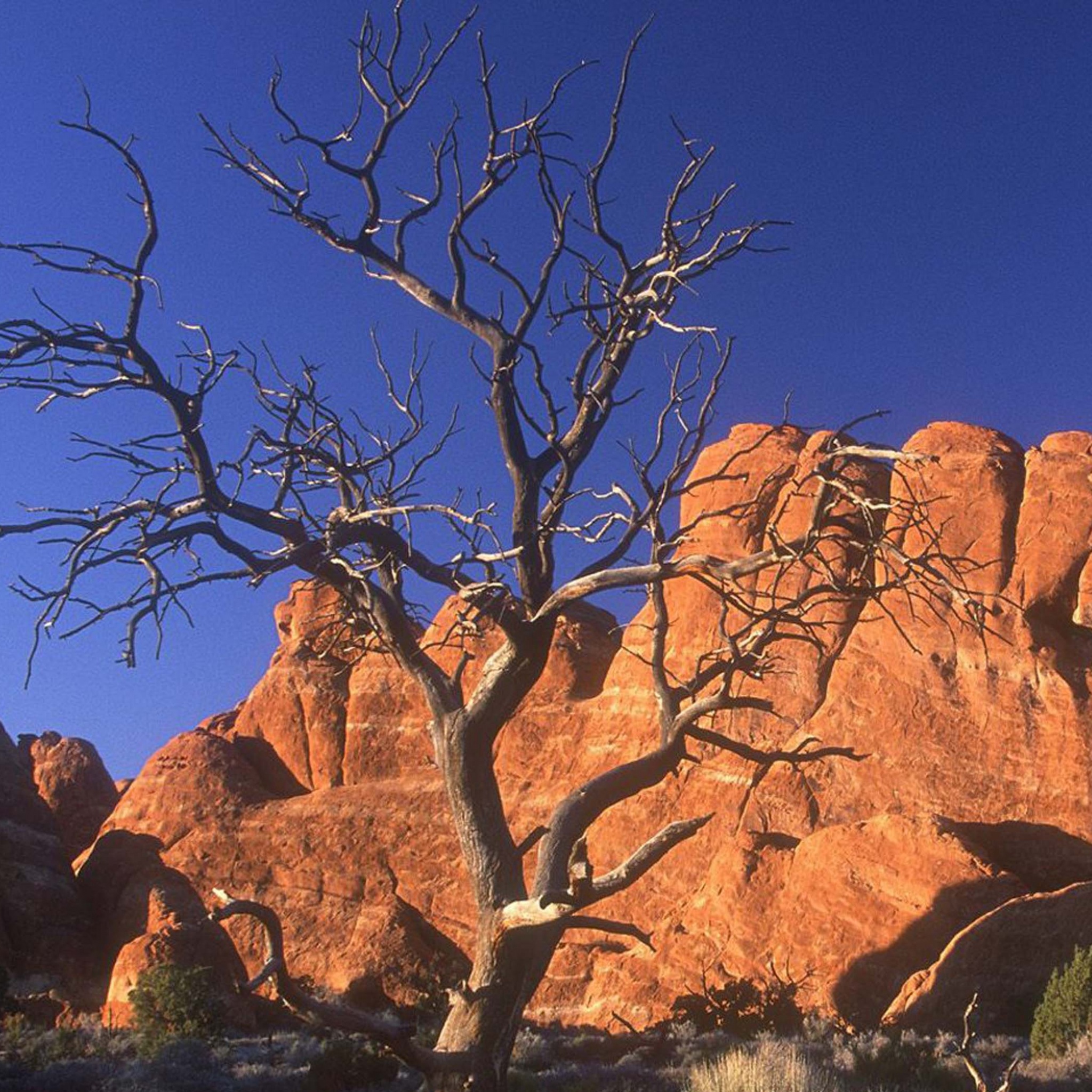 Arid Desert Utah