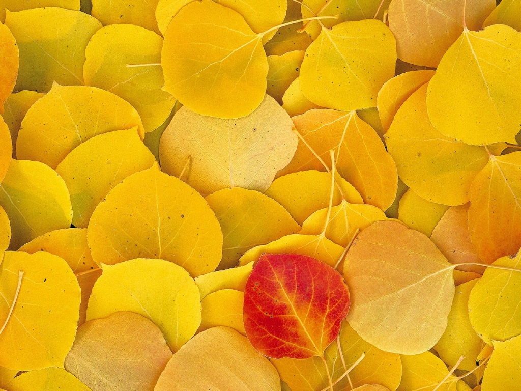 Aspen Leaves Eastern Sierra Normal