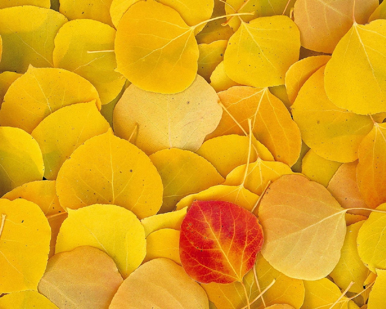 Aspen Leaves Eastern Sierra Normal