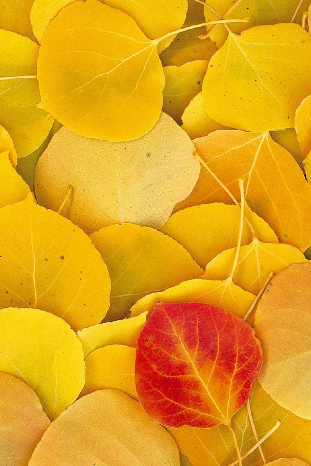 Aspen Leaves Eastern Sierra Normal