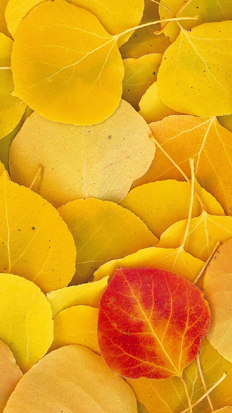 Aspen Leaves Eastern Sierra Normal