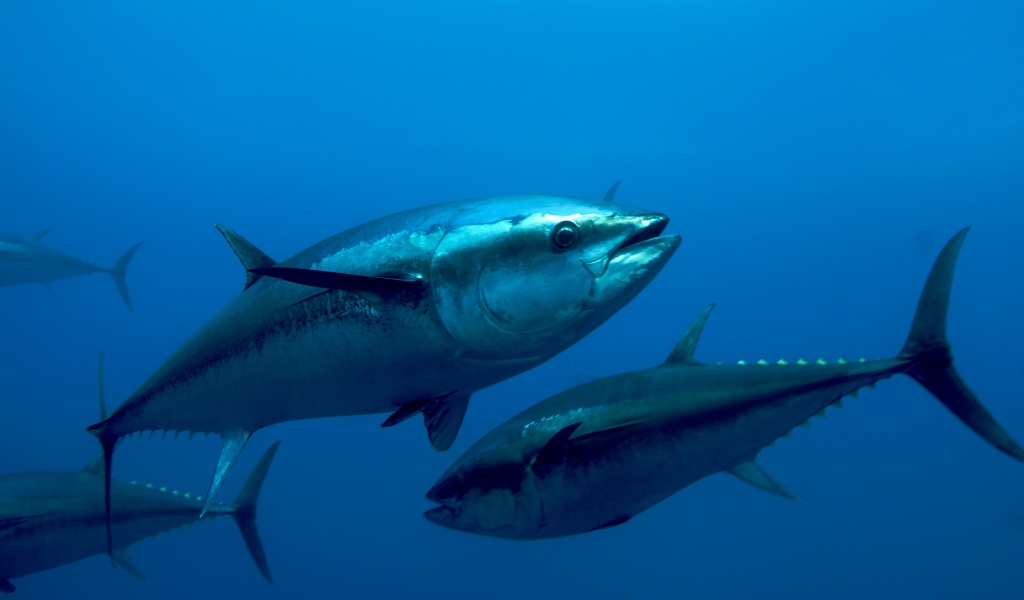 Atlantic Bluefin Tuna