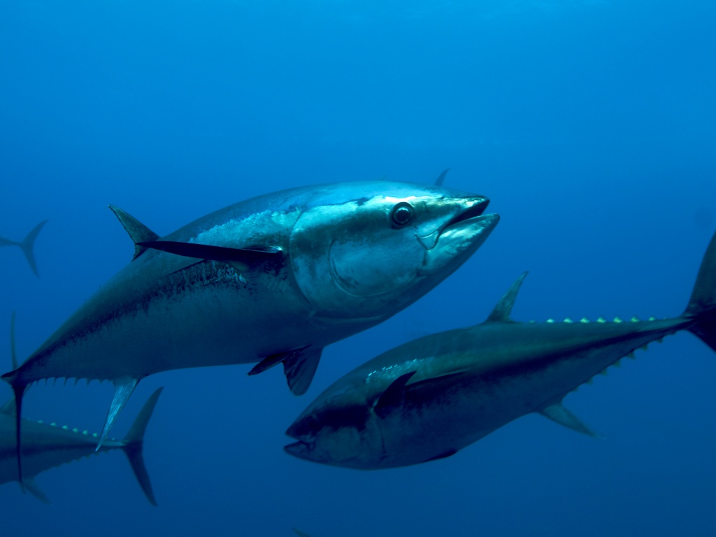 Atlantic Bluefin Tuna