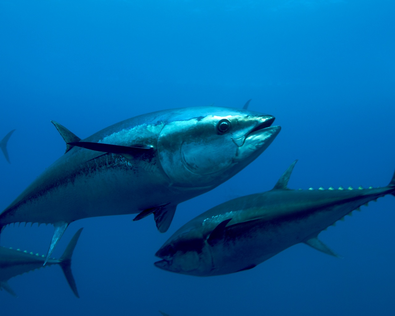 Atlantic Bluefin Tuna