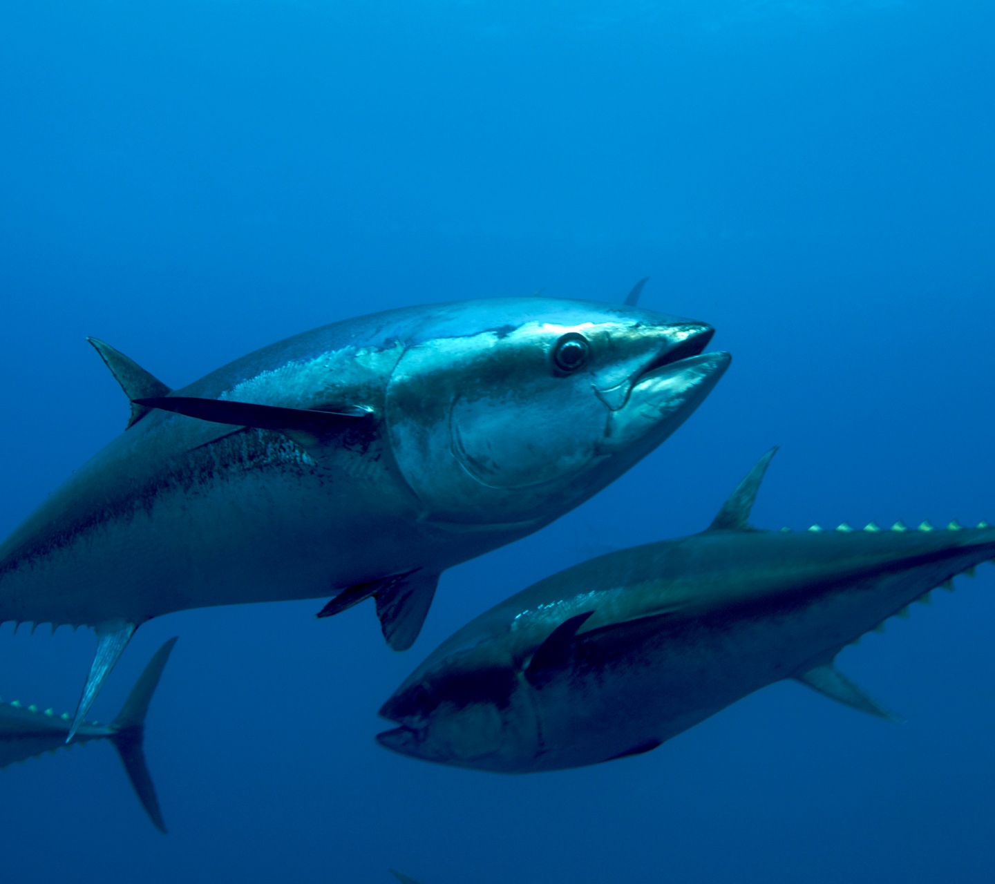 Atlantic Bluefin Tuna