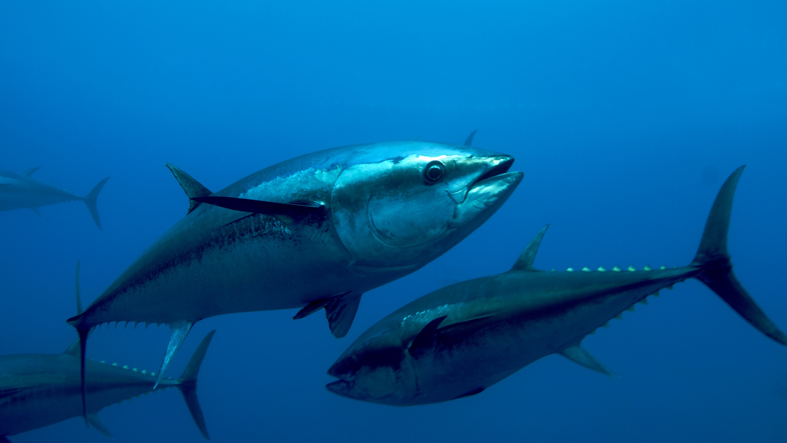 Atlantic Bluefin Tuna