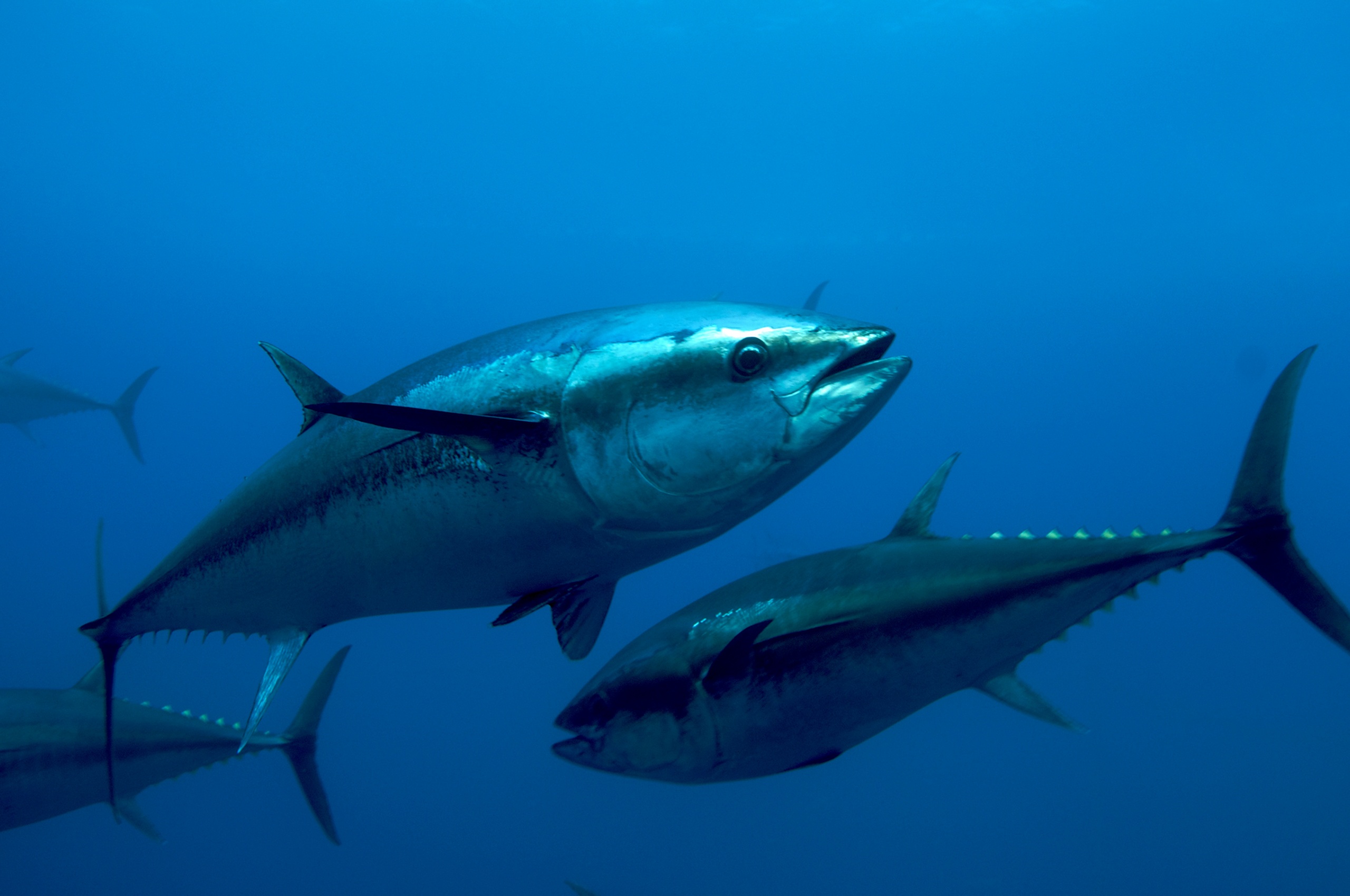 Atlantic Bluefin Tuna