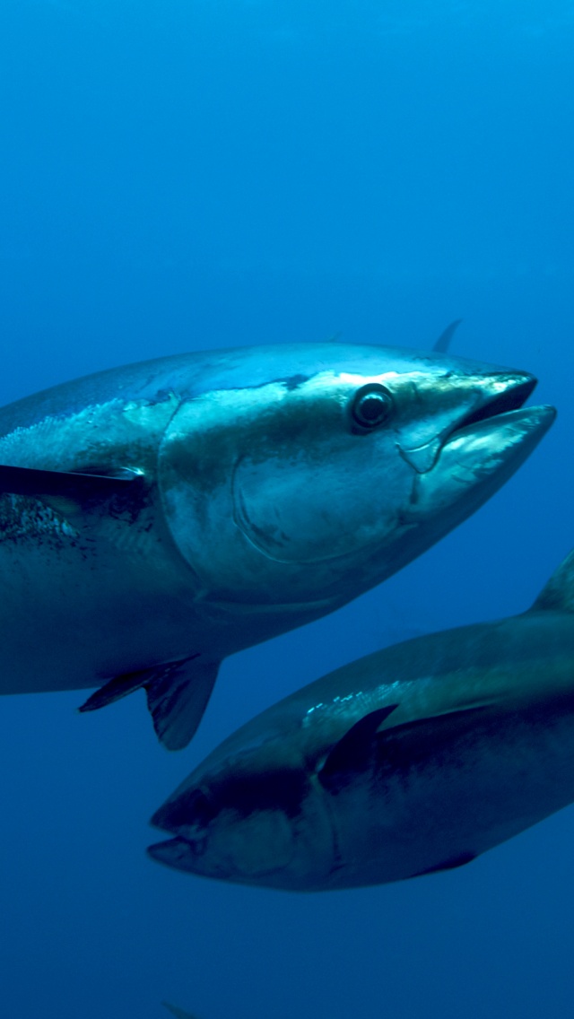 Atlantic Bluefin Tuna