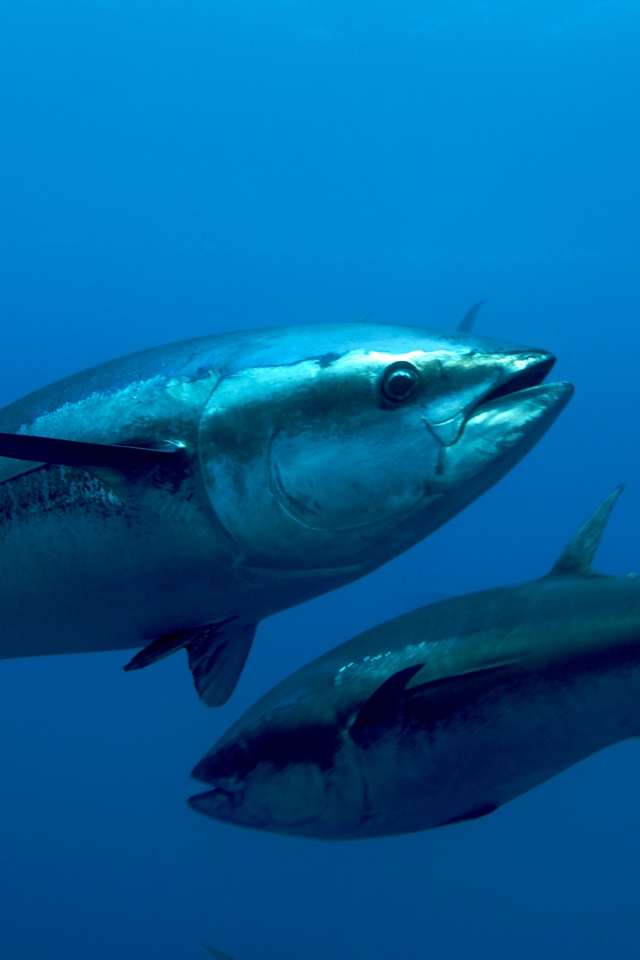 Atlantic Bluefin Tuna