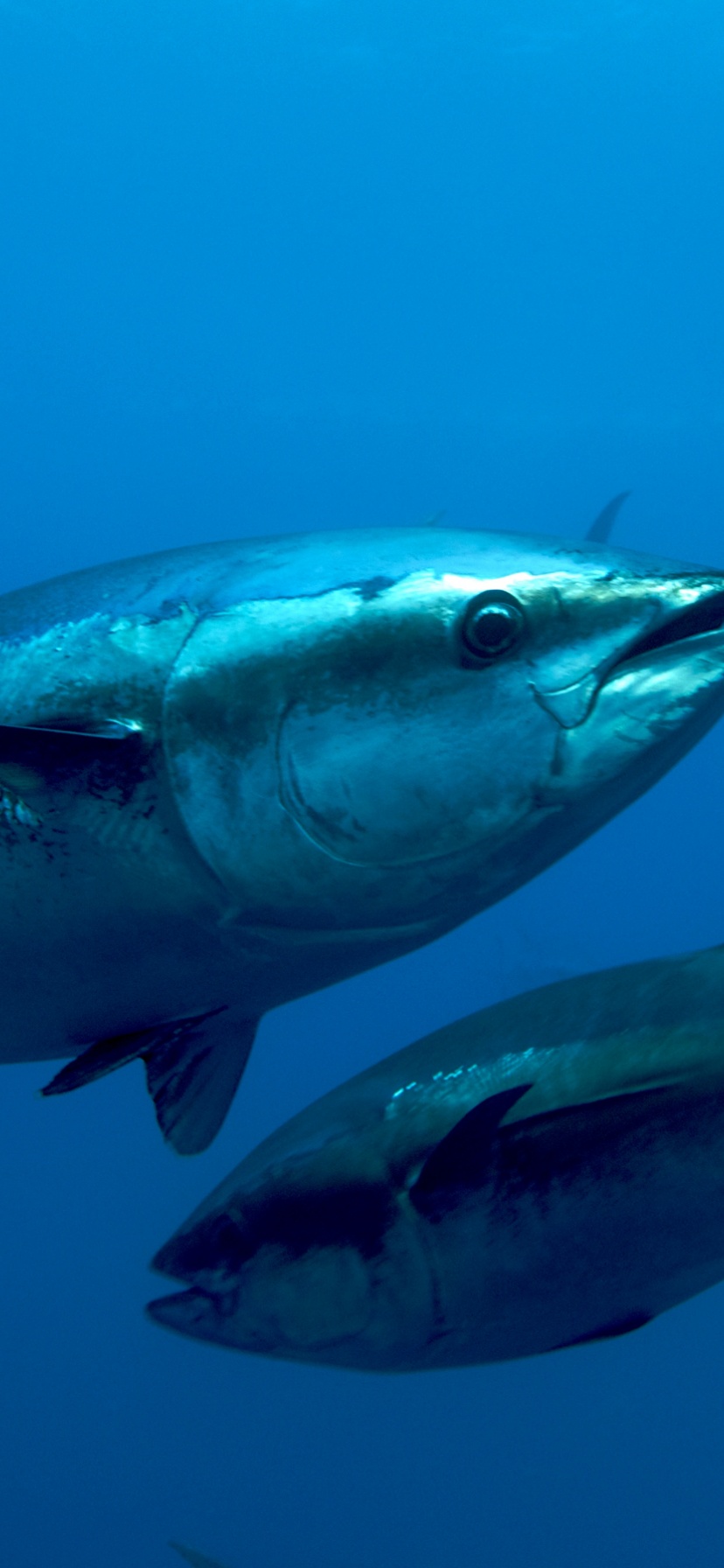 Atlantic Bluefin Tuna