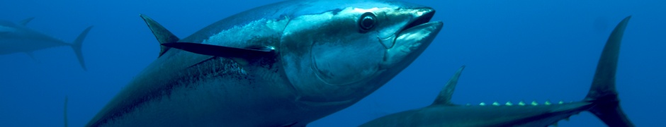 Atlantic Bluefin Tuna