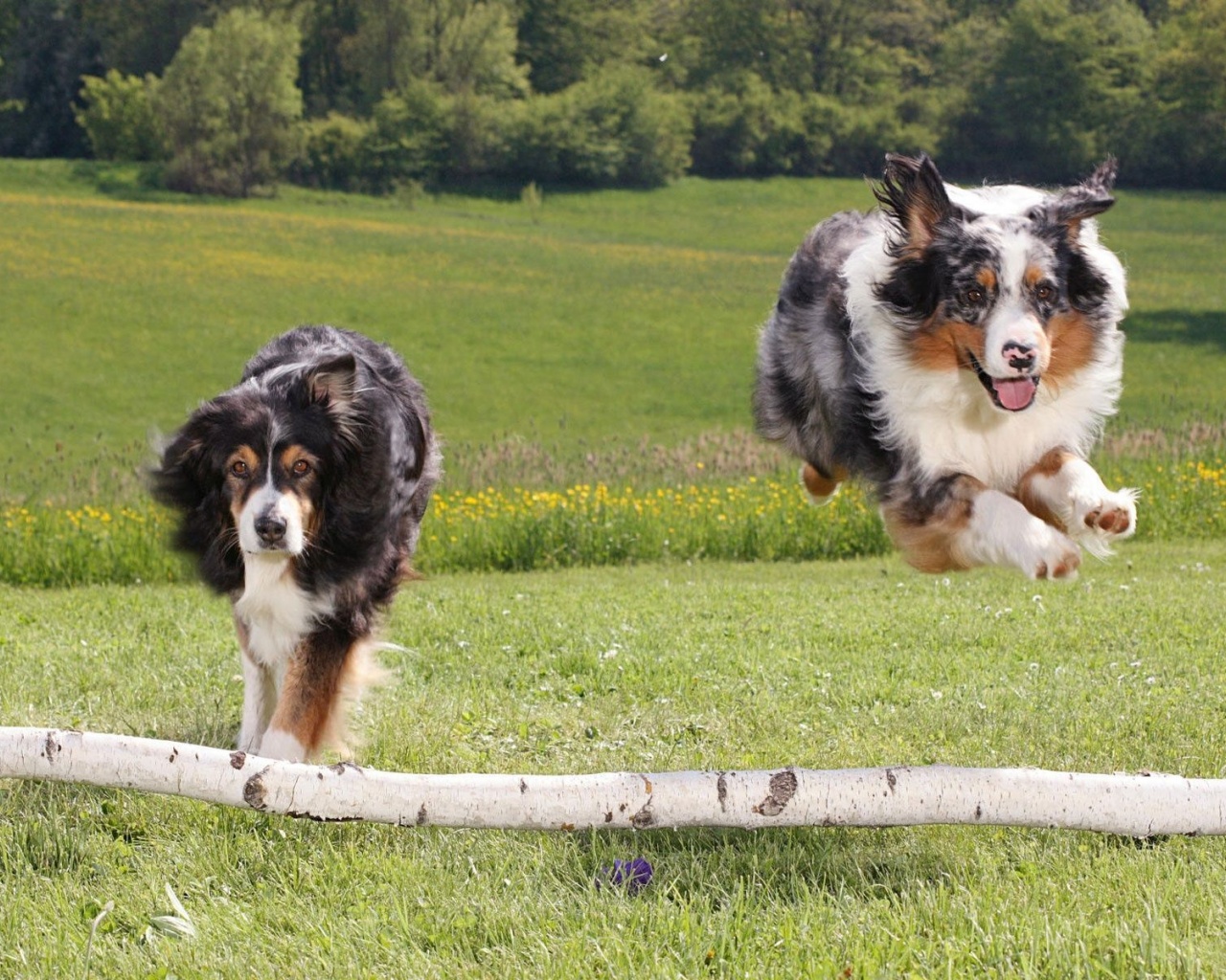 Australian Sheperds