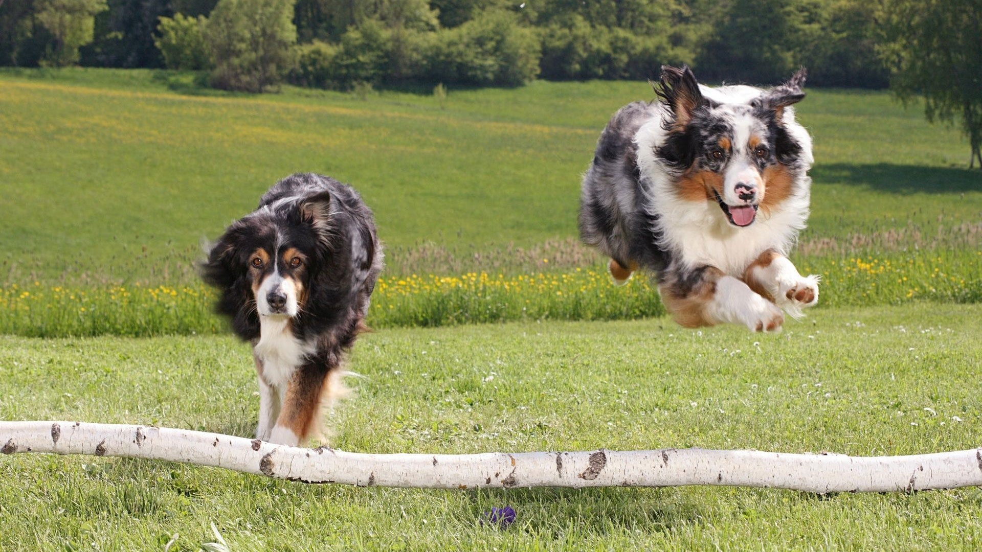 Australian Sheperds