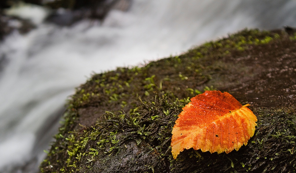 Autumn And Leaf