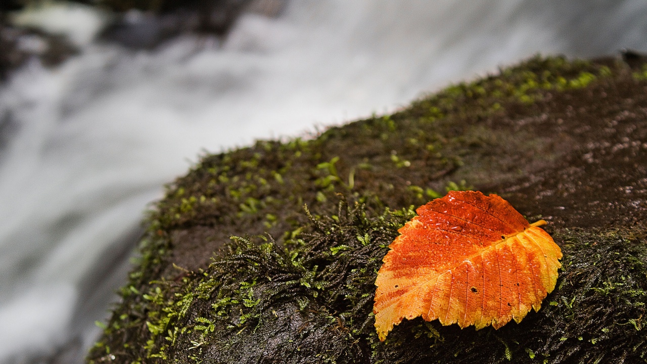 Autumn And Leaf