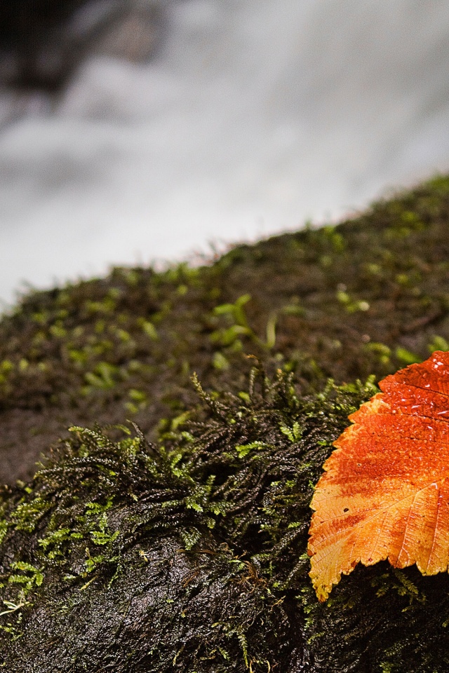 Autumn And Leaf