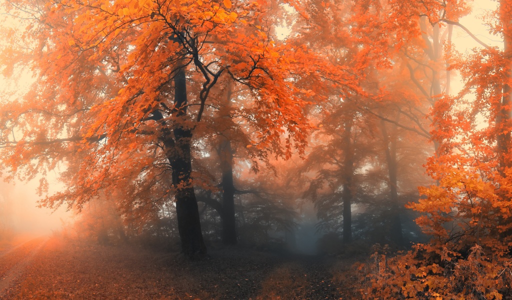 Autumn Colors And Fog