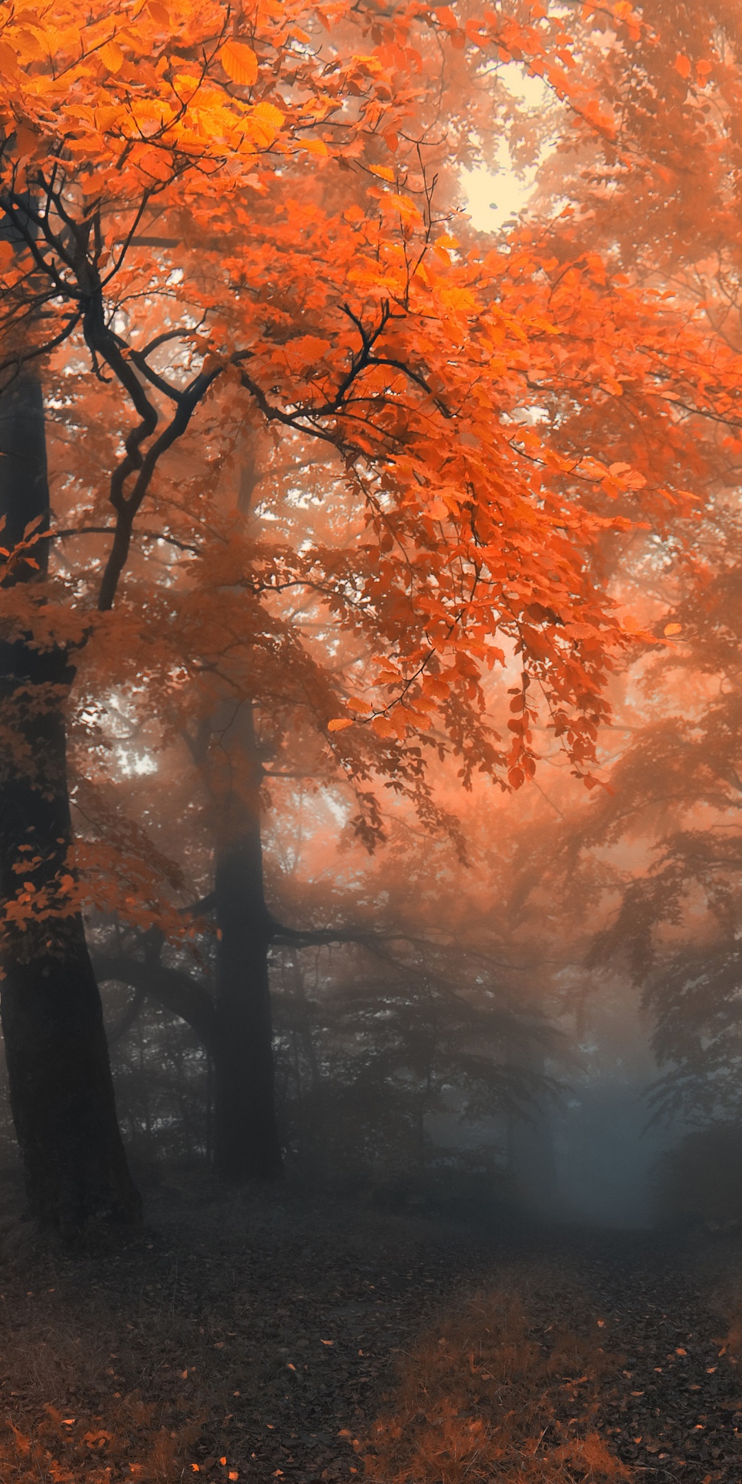 Autumn Colors And Fog