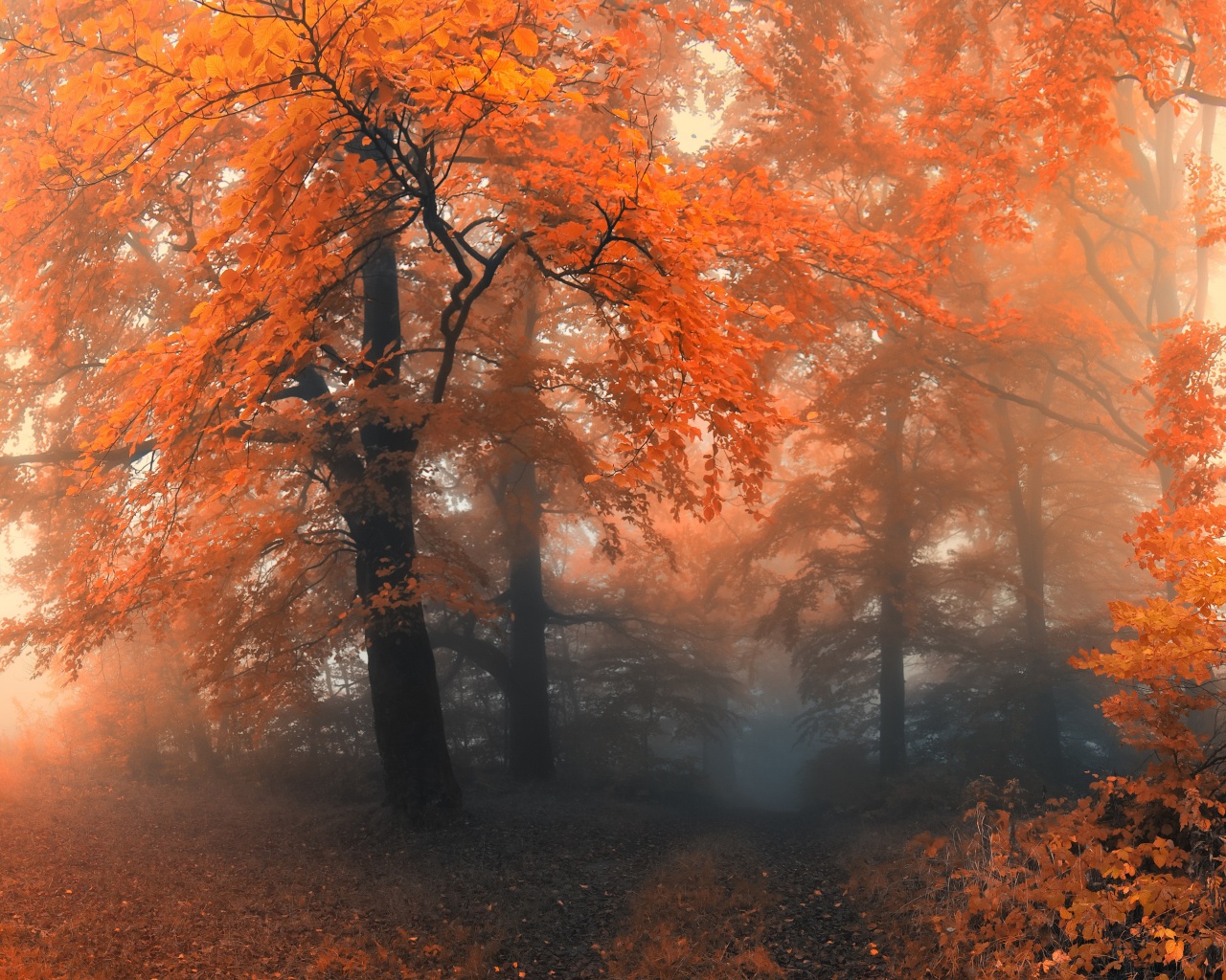 Autumn Colors And Fog