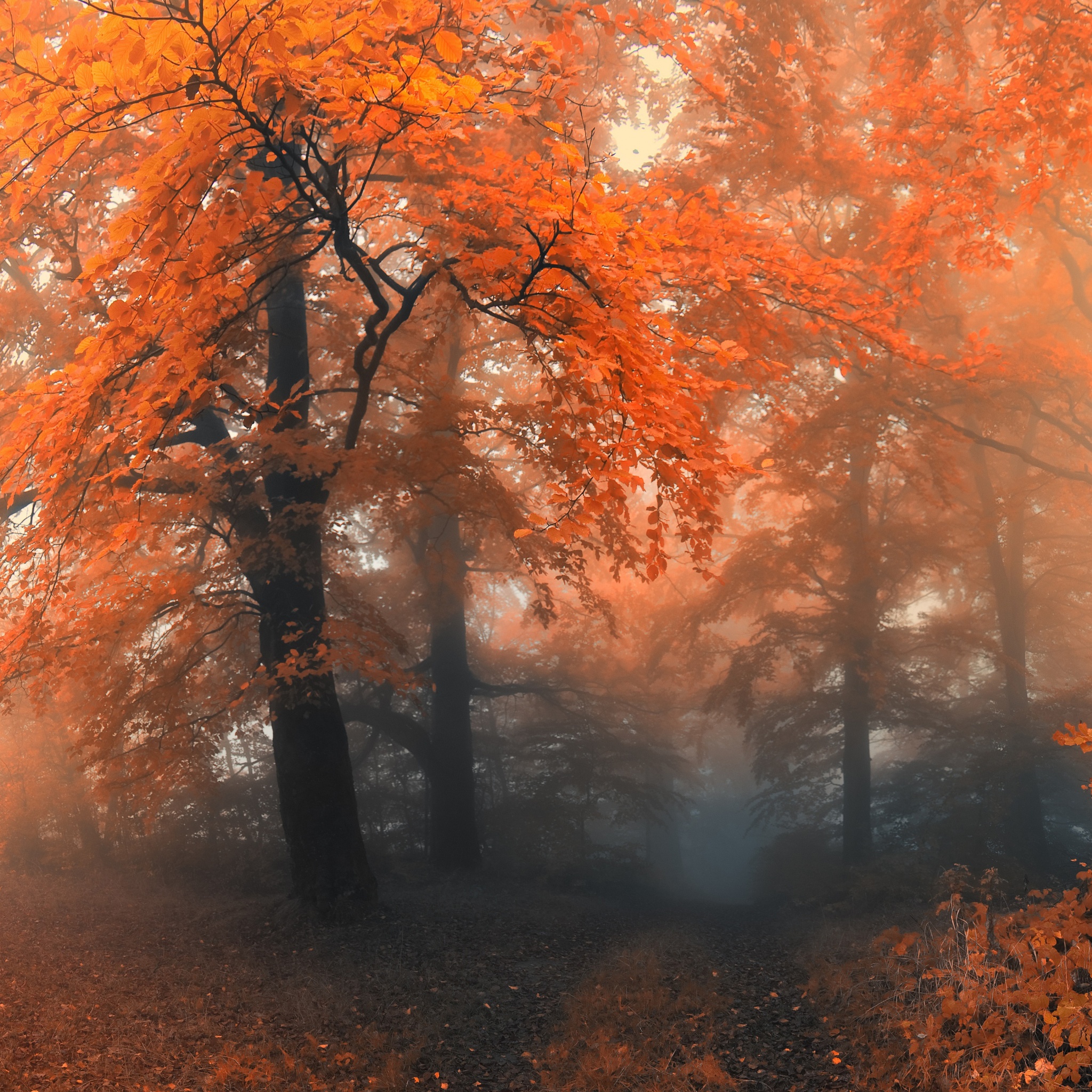 Autumn Colors And Fog