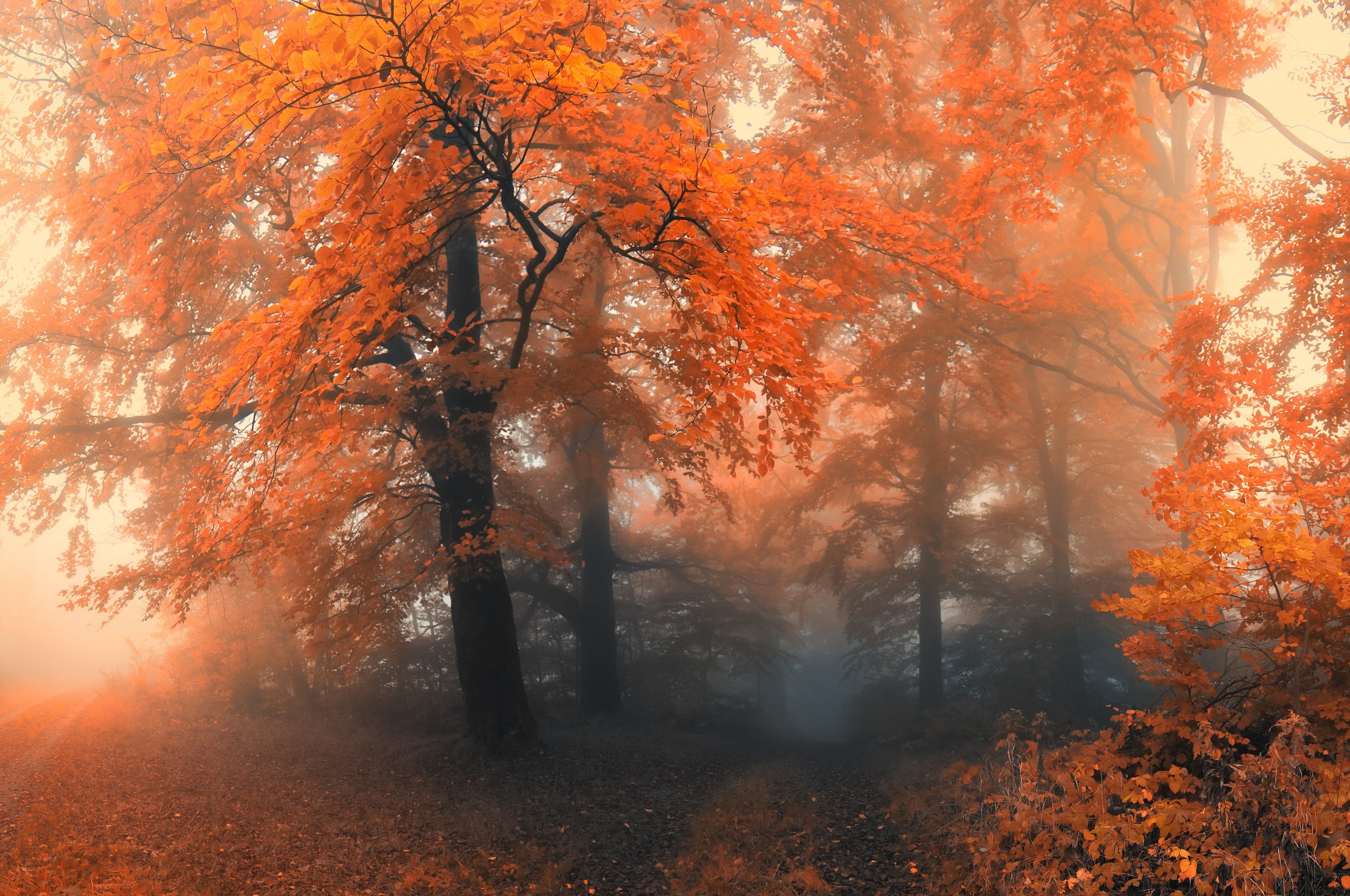 Autumn Colors And Fog