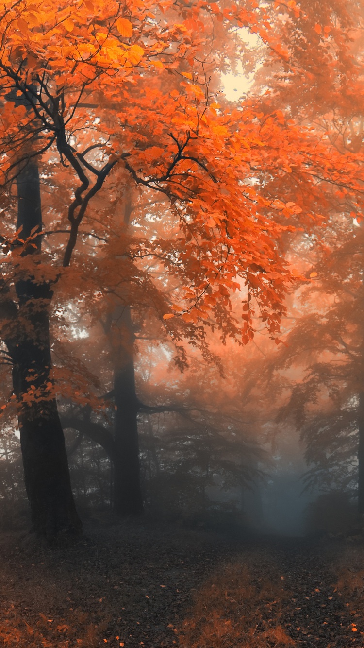 Autumn Colors And Fog