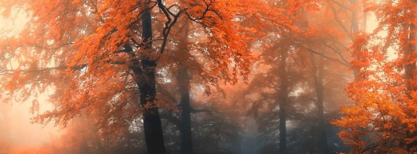 Autumn Colors And Fog