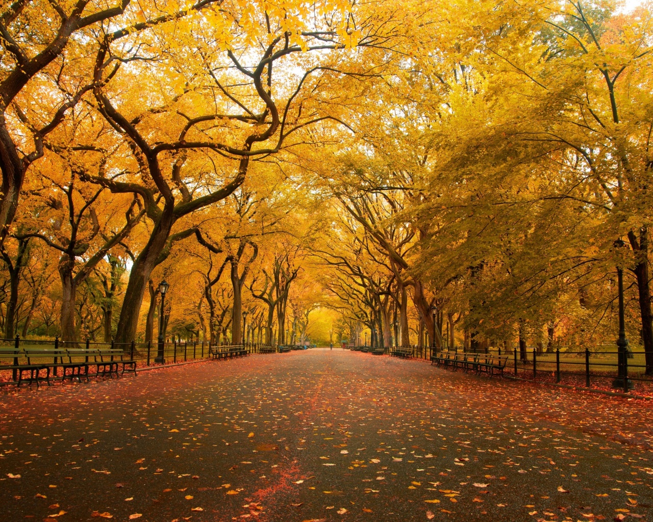 Autumn Colors In Central Park