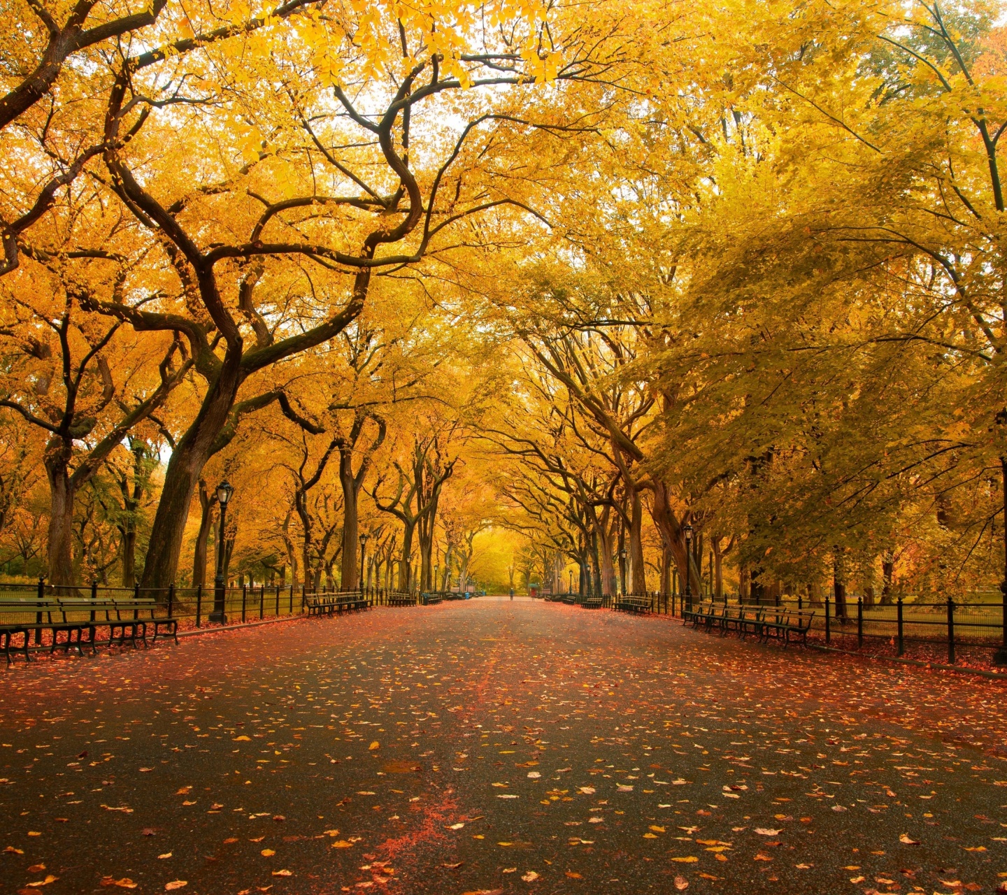 Autumn Colors In Central Park