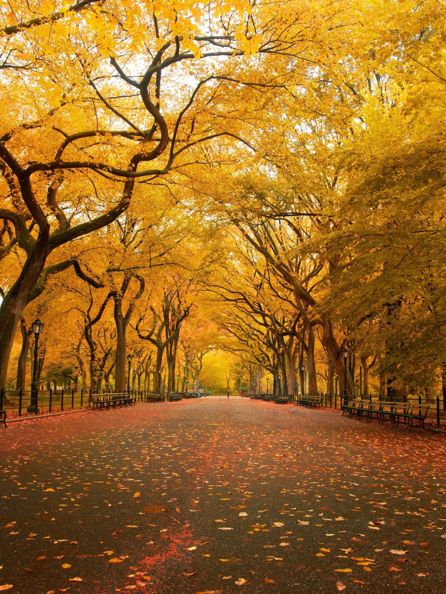 Autumn Colors In Central Park