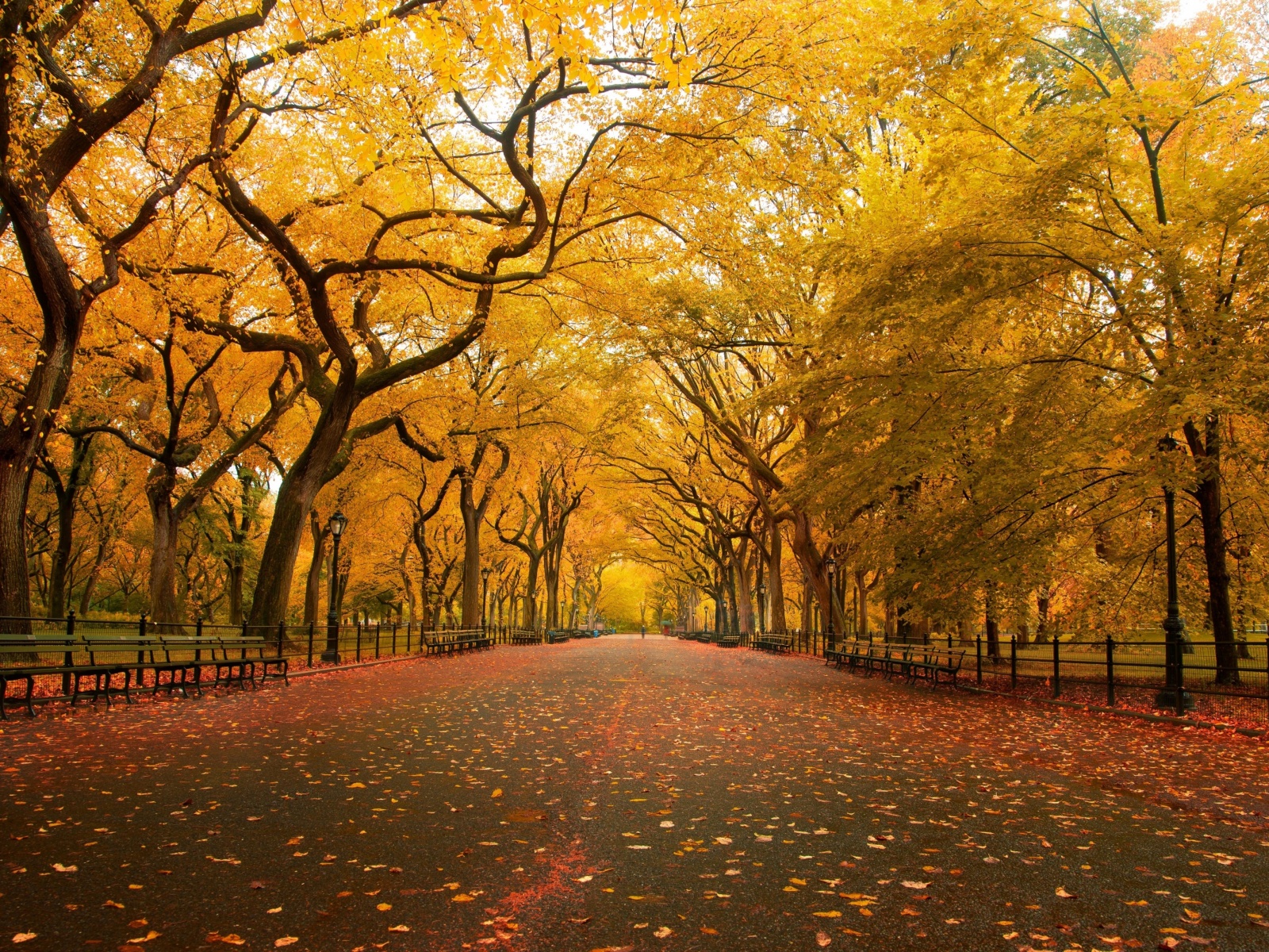 Autumn Colors In Central Park