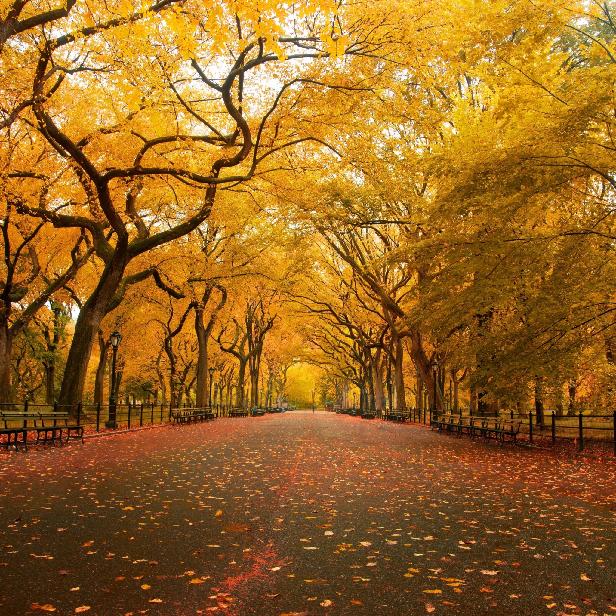 Autumn Colors In Central Park