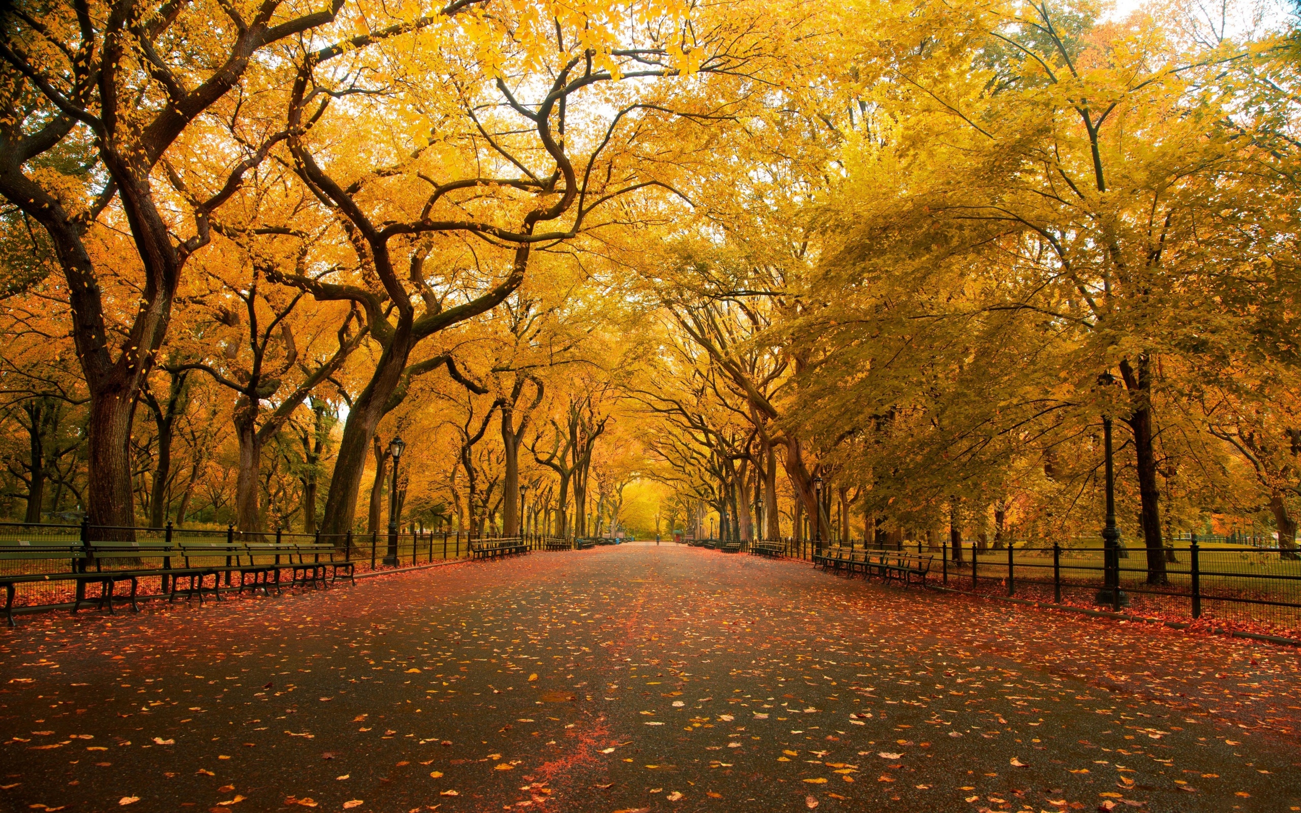 Autumn Colors In Central Park