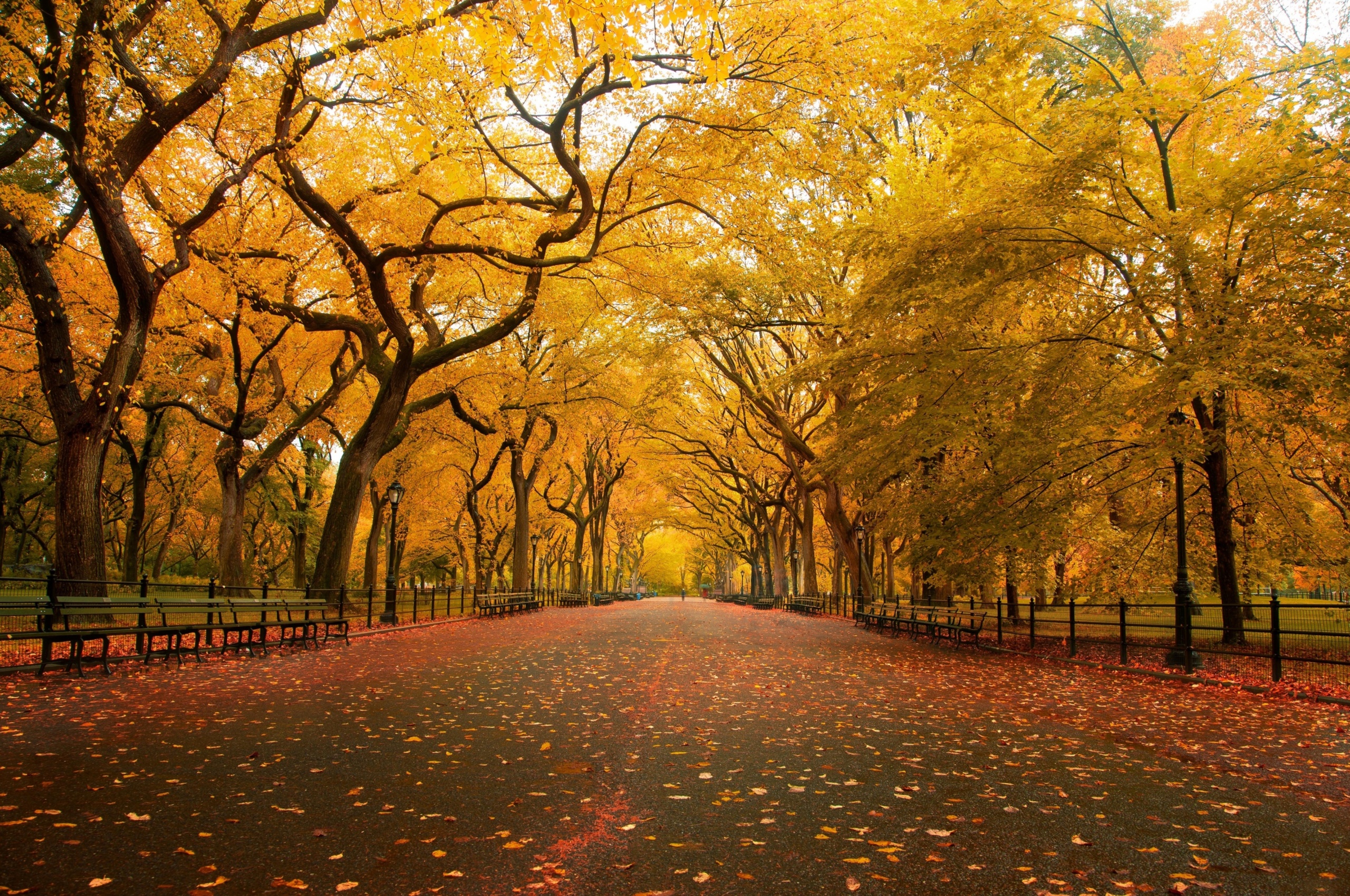 Autumn Colors In Central Park